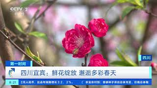 [第一时间]云南：黄花风铃木绽放 惊艳春光| CCTV财经