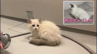 初トイレで粗相をしてお風呂に入れられた子猫の反応がこちら