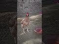 aseel hen fight 2023#trendingshorts #shrots #youtubeshorts #viral #animalshorts