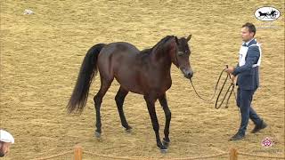 N 97 DASMAN AL ZOBARA   1st Qatar Arabian Horse Show Local Bred