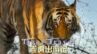 丛林之王老虎，出游巡视王国 !  #老虎 #野生動物 #动物纪录片 #fannyvideo #animals #tiger