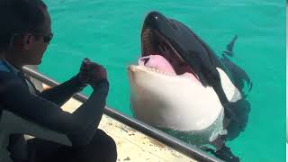 Primera evidencia de que las orcas son capaces de imitar sonidos del habla humana