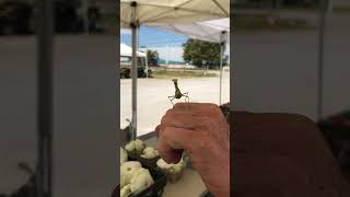 Praying Mantis. (Dawson Farms). Lunken Farmers Market.