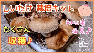 簡単♪しいたけ栽培キットの育て方のコツ【美味しく！たくさん収穫】