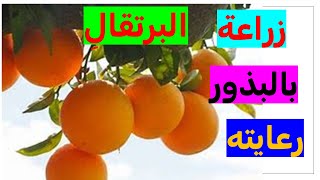 كيفية زراعة البرتقال من البذور إلى الثمار  سر نجاح زراعة البرتقال من البذور إلى الثمار في المنزل