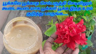 பூக்கவே பூக்காத செம்பருத்தி செடியிலும் கூடை கூடையாக பூக்கள் பூக்க இந்த உரம் குடுத்து பாருங்க.....