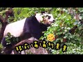 圓寶是勤勞小熊，自己爬到樹上摘果果|熊貓貓熊The Giant Panda Yuan Yuan and Yuan Bao|台北市立動物園