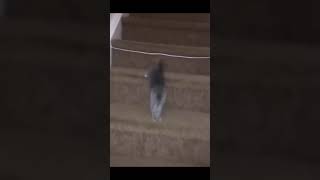 Kitten Drops Like A Ball In The Stairs #shorts