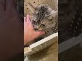 洗濯かごを占領した猫　 shorts ねこ部 ねこのいる生活 元野良猫