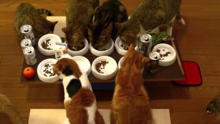 ９匹の猫の宴会 Banquet of 9 Cats