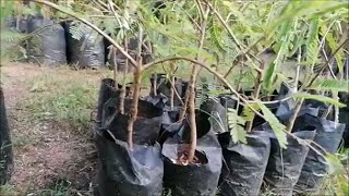 புளி மரம்/Tamarind Planter