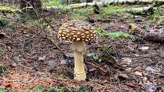 Muchomor królewski (Amanita regalis)