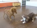 こむぎちゃんと陸くんのフリータイム★犬のようちえん高槻教室