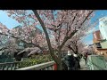 熱海　糸川遊歩道沿いのあたみ桜