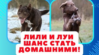 Луи и лили - их счастье в Ваших руках!