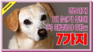 [펫공감80] 노령견에게 꼭 해줘야하는 7가지! 나이든 강아지와 행복하게 살아가는 방법은? l 노령견 케어 l 노견 건강 l 노령견 건강