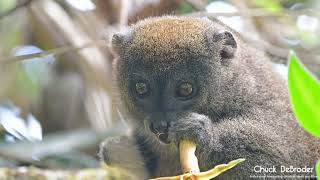 Eastern Lesser Bamboo Lemur