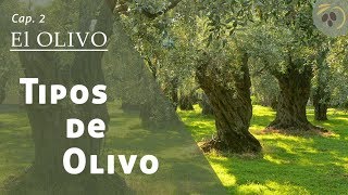 EL OLIVO  Tipos de Olivo