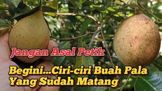 ciri-ciri buah pala siap panen ‼️buah pala matang tanaman pala, budidaya pala