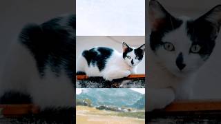 Angle 🐈 cute ❤️🔥 #shorts #youtubeshorts #cat #funny #viral #trending #shortvideo #animals #pets