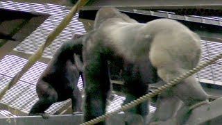 ゲンタロウ、パパと場所取り💗[Kyoto City Zoo] Gentaro and Dad compete for space