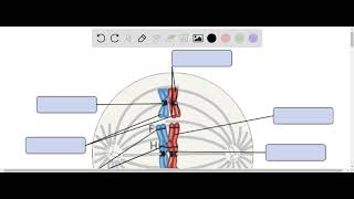 Label the appropriate structures on this diagram with the following terms: Drag the appropriate lab…