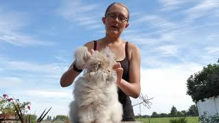 English Angora