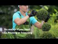 evergreen tree service in eugene oregon superior tree removal pruning trimming u0026 stump grinding