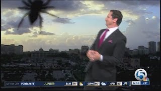 'Giant' Spider Invades Florida - TV Weather Blooper