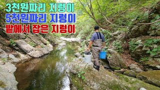 지렁이를 종류별로 준비해서 강원도 깊은 계곡에 통발을 설치 했더니~매운탕꺼리 제대로