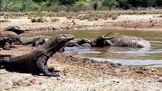 Komodo Dragon Pays Dearly When It Tries To Swallow Wild Boar, What Happens Next In Animal World?
