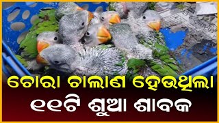 ଚୋରା ଚାଲାଣ ହେଉଥିଲା ୧୧ଟି ଶୁଆ ଶାବକ  ||Anudhyan TV