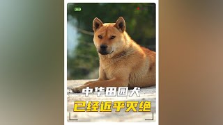 中华田园犬，中国最古老而忠诚的狗狗，如今的现状却濒临灭绝