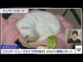 【20250222 ウェザーニュースライブ切り抜き】かわいい動物リポート 駒木結衣