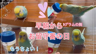 2022.3.14 早朝からお留守番の日　【セキセイインコしんちゃんときょきょの暮らし】