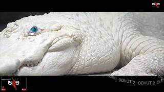 সাদা বিষাক্ত বিষ বিরল এই সাপ ভয়ঙ্কর প্রজাতির  || white snake || Bangla | ODVUT 2