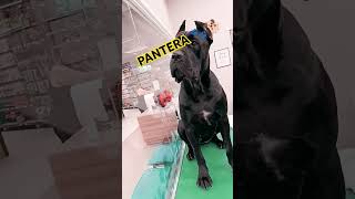 Venha conhecer essa raça de pet cane corso #pet #pets #shorts #viralvideo