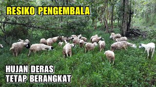 ANGON KAMBING DOMBA HUJAN DERAS