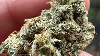 GROW PHARMA GELATO 33 medical cannabis review