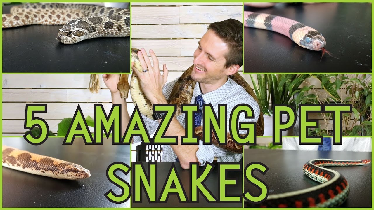 Pet Snakes For Beginners