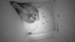 Kestrel Brooding During Night Time