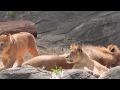 ほのぼのライオン一家 lion 東山動物園