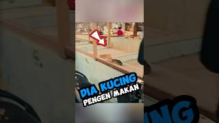 Kasihan dia nahan lapar 😭 #catstreetlovers #catvideos #kucingjalanan #kucinglucu #kitten