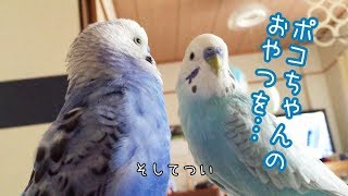 またうっかり口を滑らせたインコ