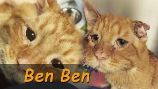 20| Ben Ben el gato más triste