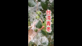 台灣青棗3月修剪，12月開花結果套袋，滿樹都是果，大豐收啊    Taiwan green jujubes are pruned , bagged for flowering and fruiting