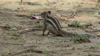 Gilheri or Five-striped Northern Palm Squirrel digging for food inside a park