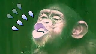 Ni Huei is funny🐵🐵Chimpanzee Daily|Taipei zoo#黑猩猩 #animals #台北市立動物園 #zoo @hellochimpazeetv