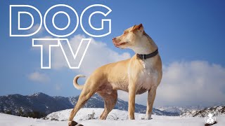 Dog TV - Virtual Adventure for Dogs to Watch - 10 Hour Petflix Video