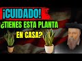 ¡IMPACTANTE! Lo que Nostradamus Predijo para los que Tienen FLORES y PLANTAS en Casa | Reveladas